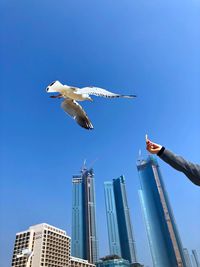 Low angle view of seagull flying