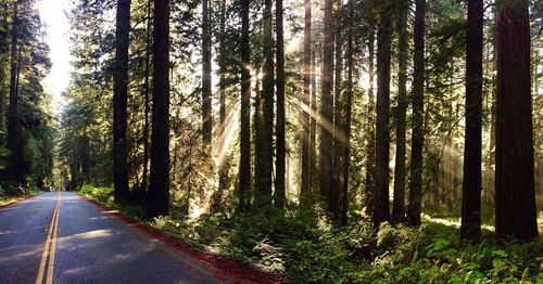Road amidst trees in forest