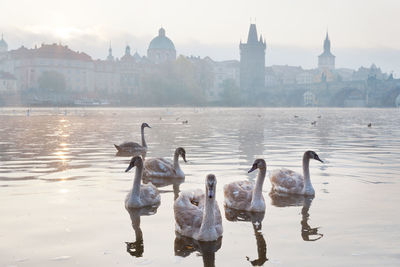 Swans swimming in lake against sky in city