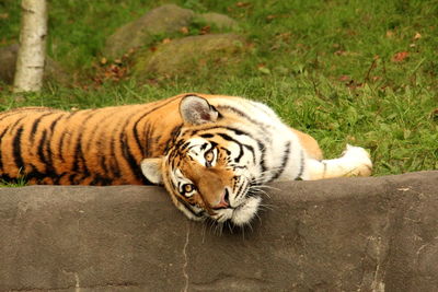 Tiger on grass