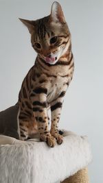 Portrait of cat sitting at home