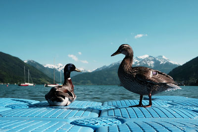 Ducks on a lake