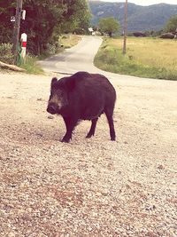 Horse on dirt road