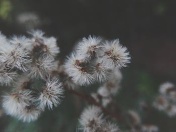 Close-up of dandelion growing outdoors