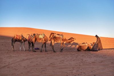 Horses in desert against clear sky