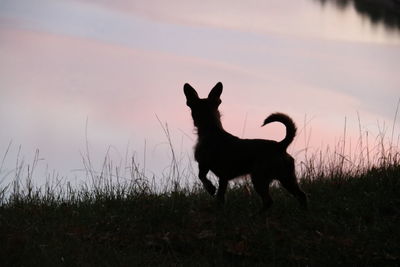 Silhouette dog standing on field against sky during sunset