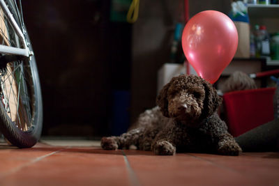 Brown hairy dog with red helium balloon lying on floor at home