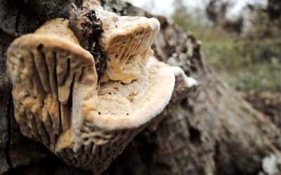 Close-up of lizard on tree