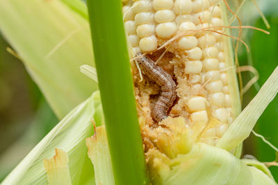 Close-up of insect on leaf