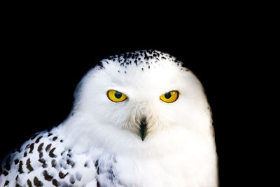 Close-up portrait of eagle against black background