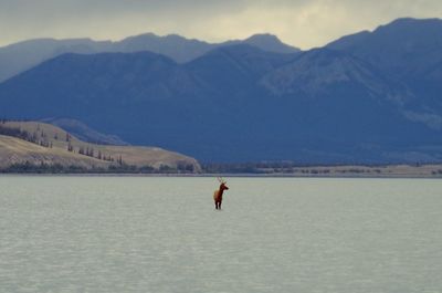 Deer in lake against mountains