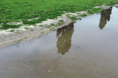 Reflection of grass in puddle