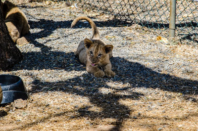 Lioness on ground at zoo