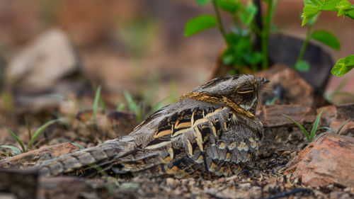 Close-up of a bird on field