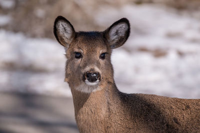 Close-up portrait of deer