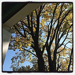 Low angle view of trees against sky