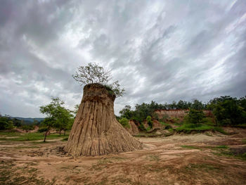 Tree on field against sky