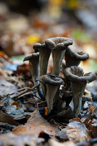 Close-up of mushrooms growing on field