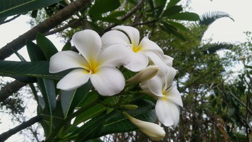Close-up of white flowers blooming on tree