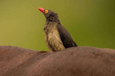 Close-up of bird perching