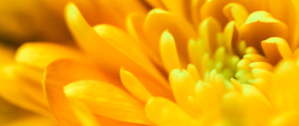 Close-up of yellow flowering plant