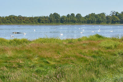 Scenic view of beach against clear sky