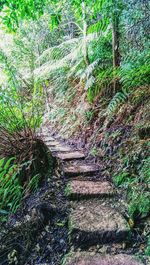 Footpath in forest