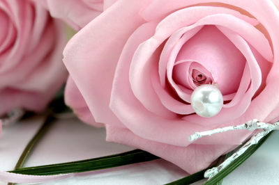 Close-up of pink rose