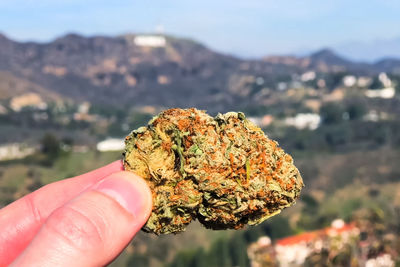 Close-up of hand holding marijuana against mountains