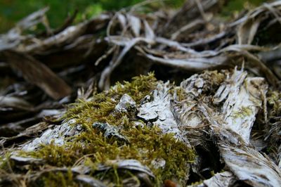 Close-up of moss growing on field