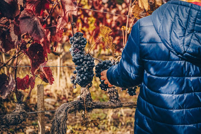 Midsection of man holding grapes in vineyard