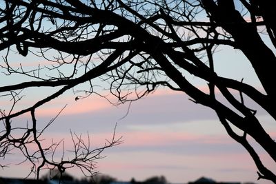 Low angle view of bare tree against sky