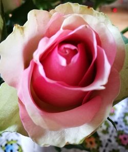 Close-up of pink flower