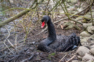 One mute swan in the nest hatching eggs in spring. cygnus olor in natural environment. 