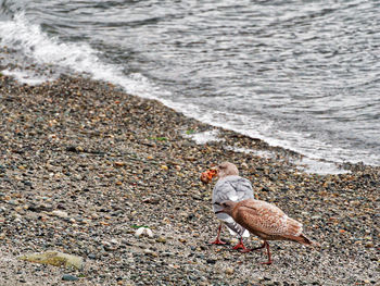 Seagull on beach