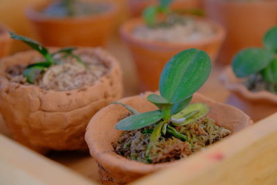 Close-up of food served on table