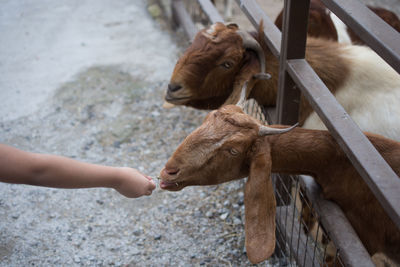 Close-up of hand feeding