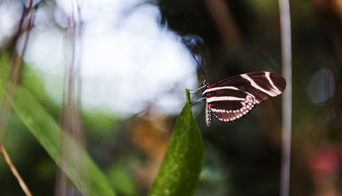 Close-up of butterfly on plant