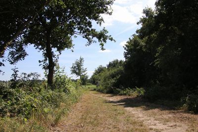 Dirt road amidst trees against sky