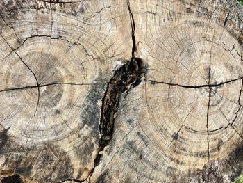 Close-up of tree stump in forest