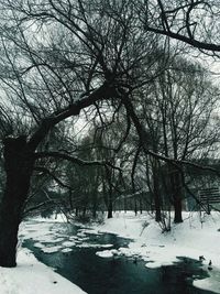 Bare trees on snow covered landscape