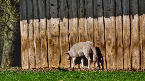 Sharp on wooden fence