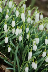 Close-up of white flowering plants