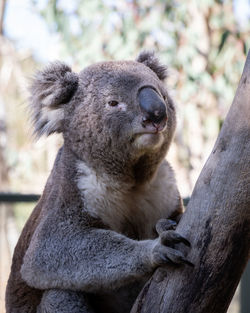 We met this distinguished gentleman whilst visiting walkabout wildlife sanctuary, north of sydney.