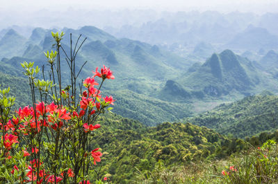 Red flowering plants on land against mountains