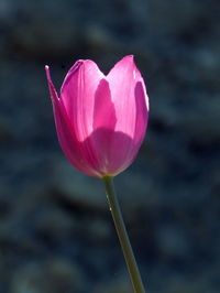 Close-up of pink flower blooming outdoors