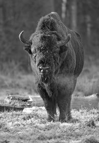 Black and white photography of an european bison bull  on a clearing in a winterforest