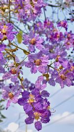 Close-up of cherry blossoms on tree