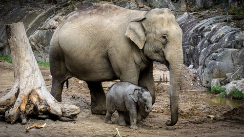 View of elephant in zoo