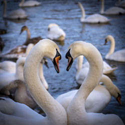 Swan floating on lake